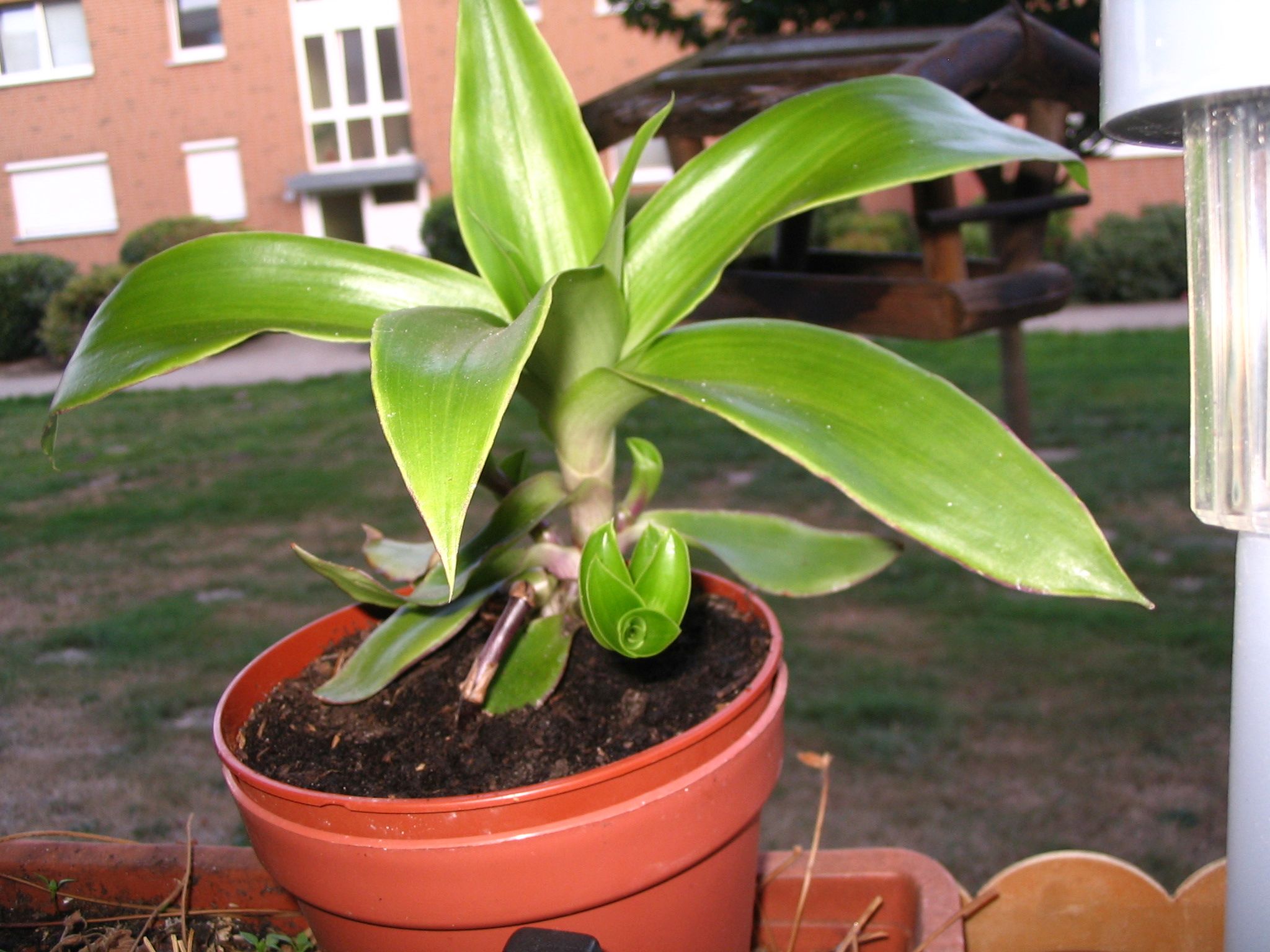 Was hab ich da im Topf? - Goldbart - Callisia fragrans · Pflanzenbestimmung  & Pflanzensuche · GREEN24 Pflanzen & Garten Forum