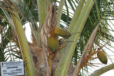 cocos-nucifera.jpg