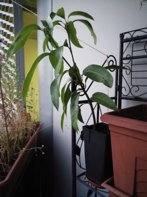 Welcher Topf für Mango? · Pflegen & Schneiden & Veredeln · GREEN24 Pflanzen  & Garten Forum
