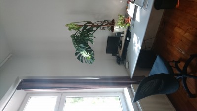 DSC_0505.JPG