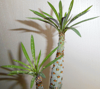 P1080842.gif