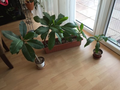 Plumeria1.JPG