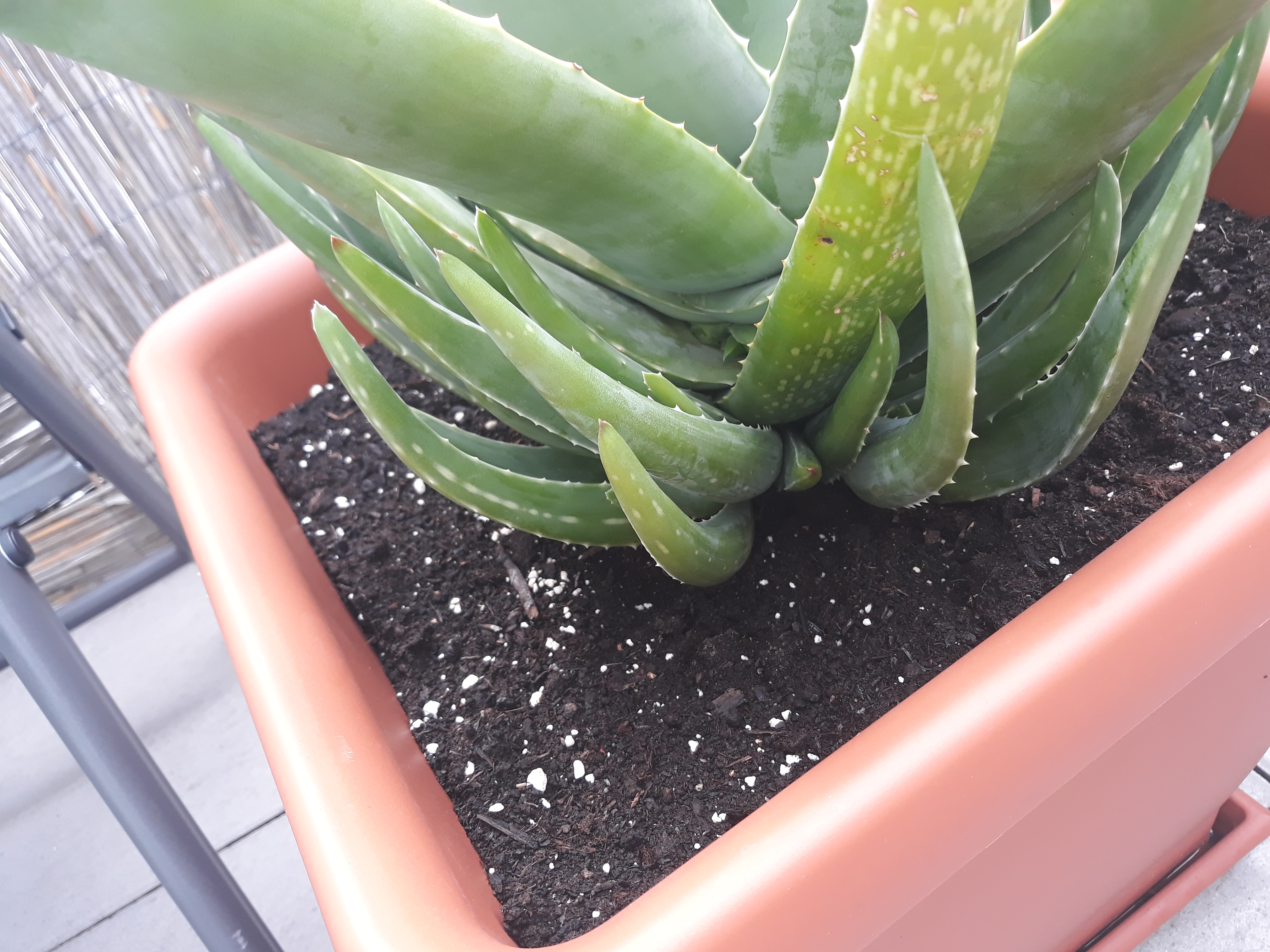 Aloe vera Ableger entfernen · Samen & Anzucht & Vermehrung · GREEN24  Pflanzen & Garten Forum