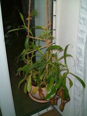 Ampel II 006.jpg