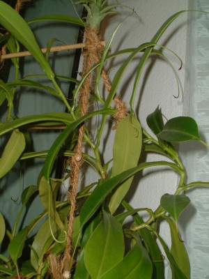 Ampel II 003.jpg