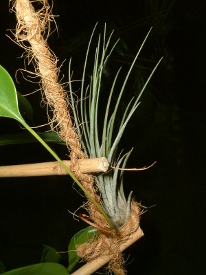 Ampel II 004.jpg