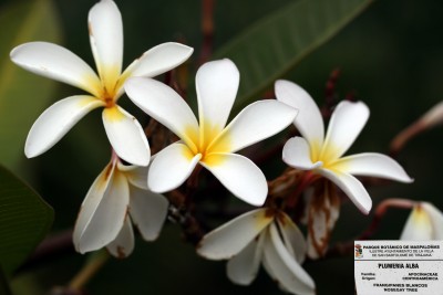 plumeria-alba.jpg