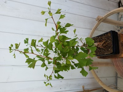 20180912_124935.jpg