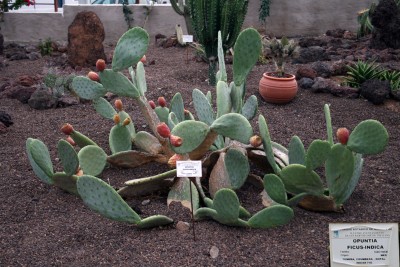 opuntia-ficus-indica.jpg