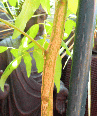 P1080797.gif