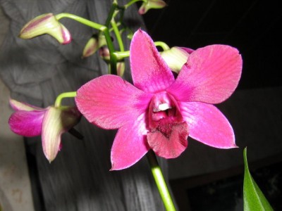 06.Nov.2007 Dendrobium compactum. violett.JPG