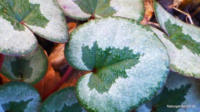 Cyclamen mirabile.jpg