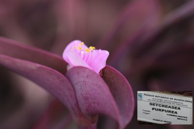 setcreasea-purpurea.jpg