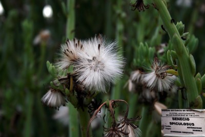 senecio-spiculosus.jpg