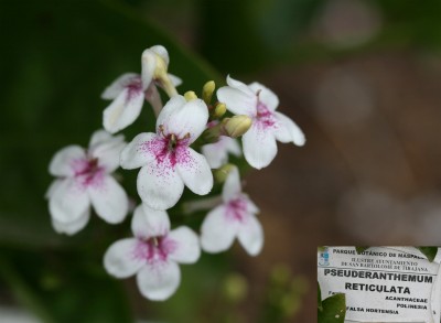 pseuderanthumum.jpg