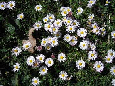 gänseblümchen.JPG