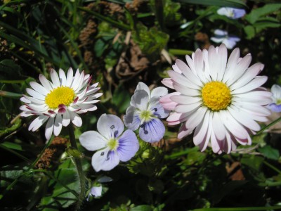 ehrenblümchen.JPG