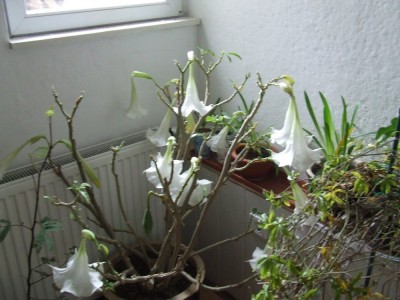 Datura3.jpg