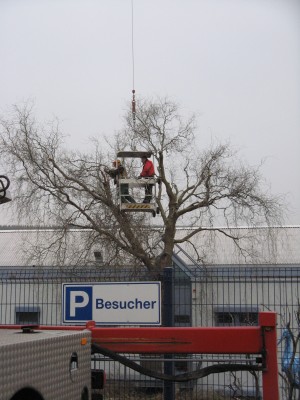 Weißdorn schneiden · Pflegen & Schneiden & Veredeln · GREEN24 Pflanzen &  Garten Forum