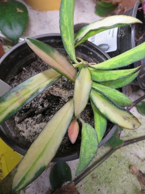 Hoya_kentiana_variegata.jpg