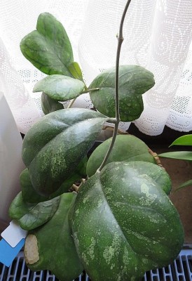 Hoya_deykei.jpg
