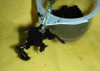 1. bewurzelter Hibi-Stecki w.jpg