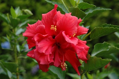 Hibiskus, rot 1.JPG