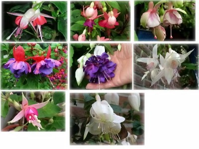 Fuchsienbilder.JPG