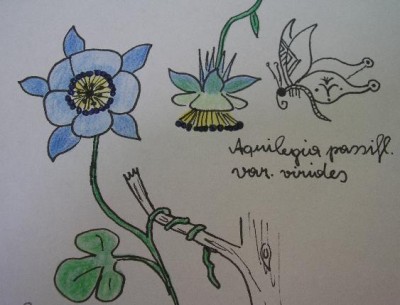 Aquilegia passiflora2.jpg
