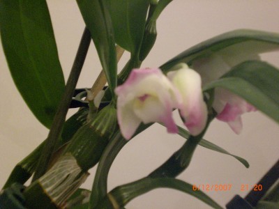 Dendrobium Nobile 5.JPG