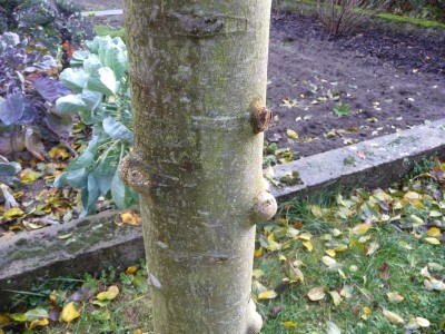Apfelbaum2.jpg