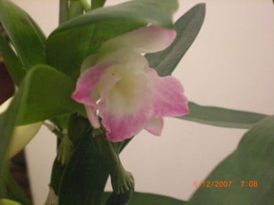 Dendrobium Nobile 1.JPG