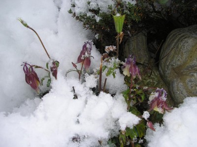 snow.JPG