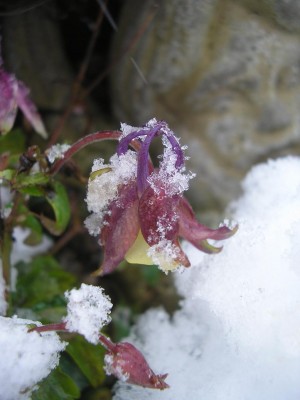 sno.JPG