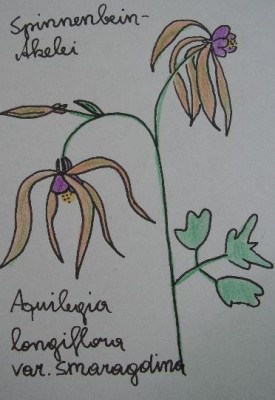 Aquilegia longiflora.jpg
