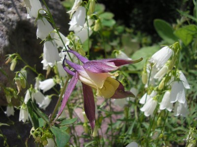 campanula.JPG