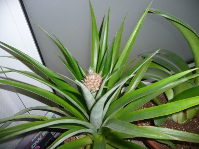 Ananas.jpg