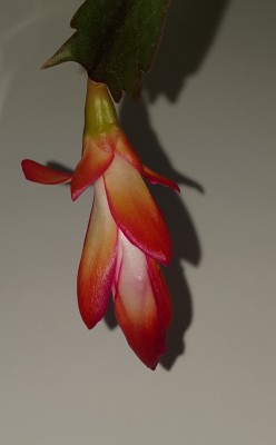 20181202_140301.jpg