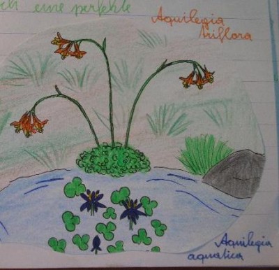 Aquilegia aquatica.jpg