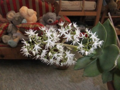 DSCF2274.JPG