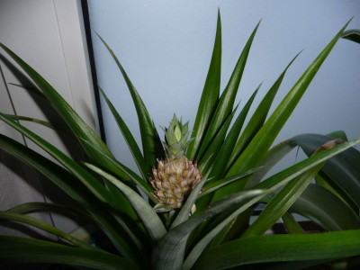 Ananas1.jpg