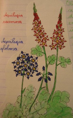 Aquilegia globosa.jpg