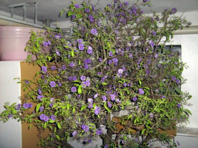 08. Dez. 2007.JPG