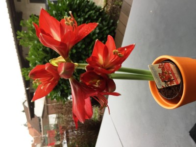 Amaryllis vom Nikolauswichteln.JPG