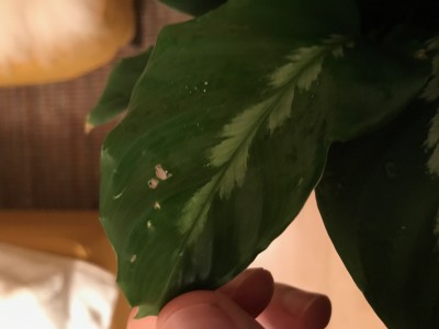 calathea lime green Calathea Maranta Green