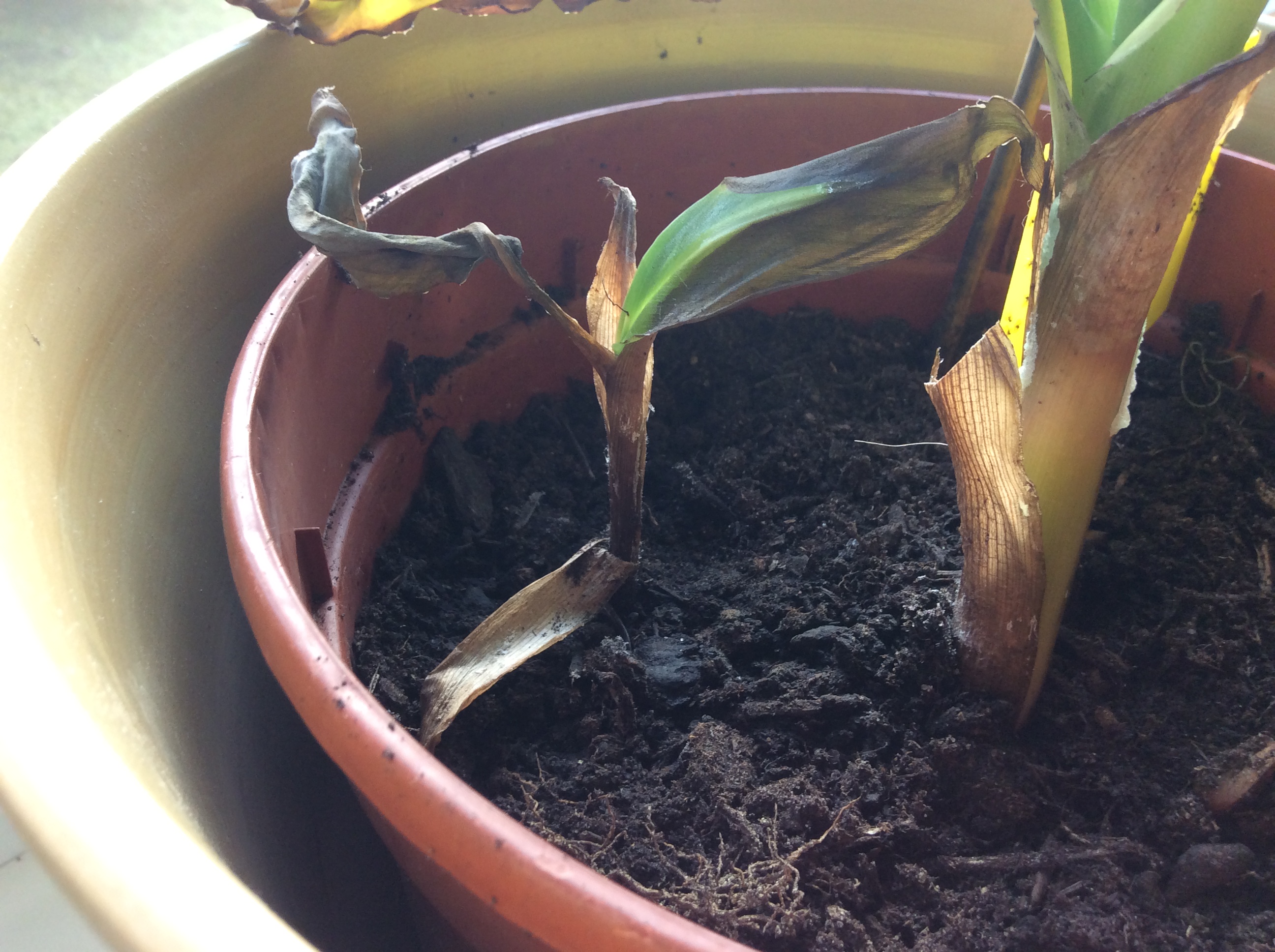 calathea ornata blte Calathea Ornata - Korbmarante :19 H:80 cm