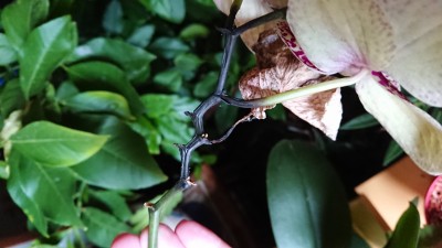 DSC_1679.JPG