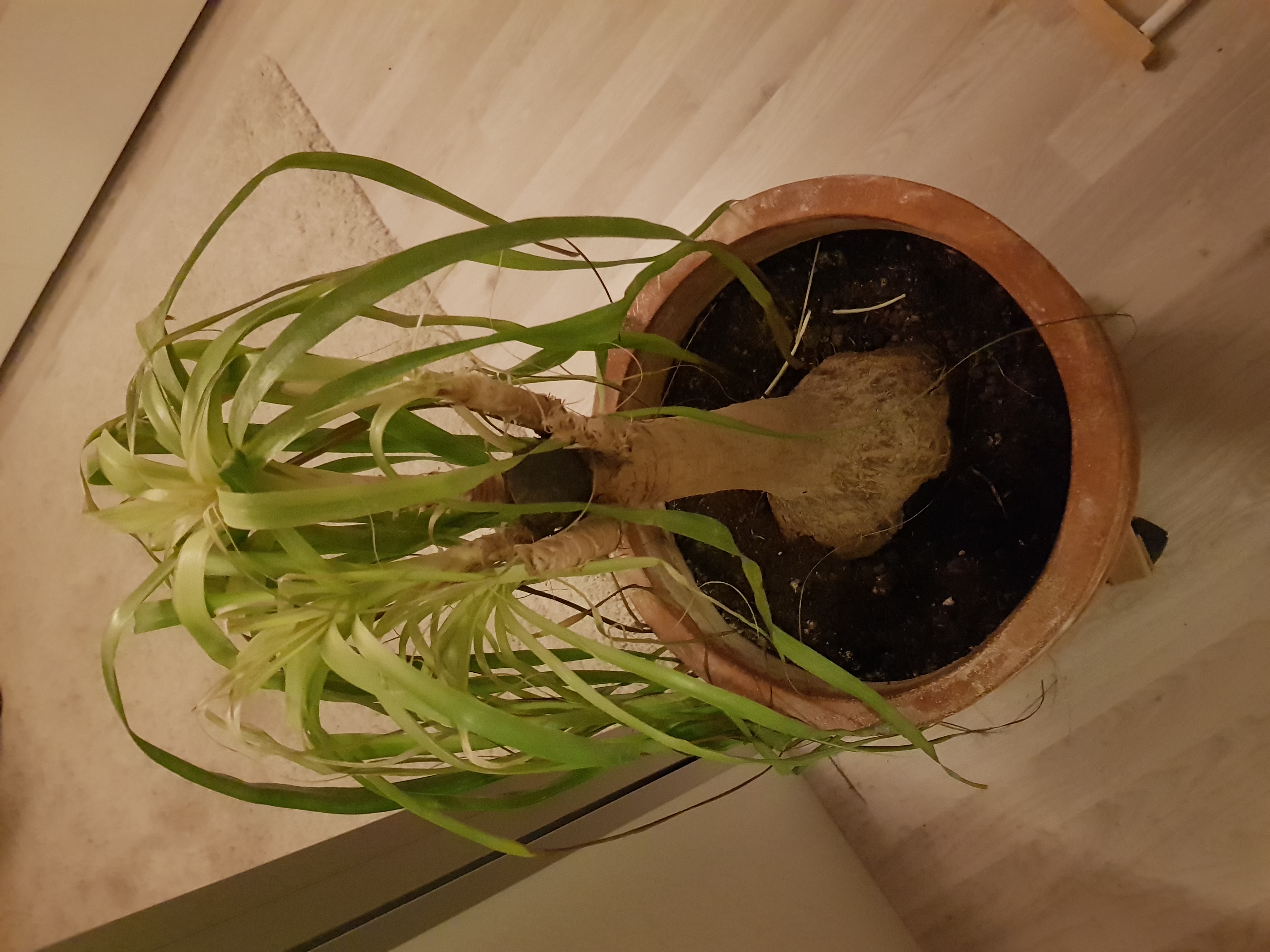 Elefantenfu noch zu retten nach Schdlingsbefall?  Pflanzenkrankheiten &  Schdlinge  GREEN24 Pflanzen & Garten Forum