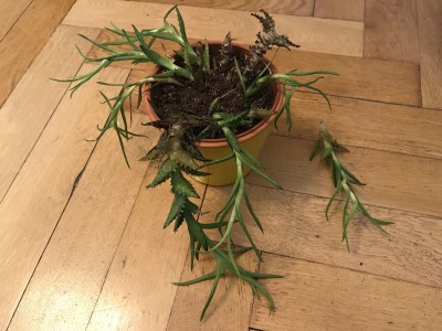 Aloe_Squarossa_wieder eingepflanzt.JPG