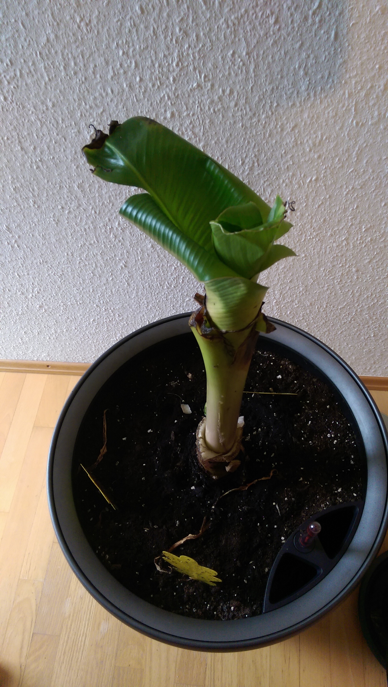 Bananen Pflanze stirbt ?  Pflanzenkrankheiten & Schdlinge  GREEN24  Pflanzen & Garten Forum